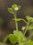 Ivy-Leaved Speedwell In Woodland by Bob Gibbons Limited Edition Print