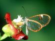 Glasswing Butterfly, Costa Rica by Michael Fogden Limited Edition Print