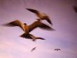 Sooty Terns In Flight, Bird Island, Seychelles by Roger De La Harpe Limited Edition Print