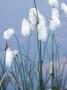 Cotton Grass Or Hares Tail, Summer by David Boag Limited Edition Print