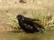 Spotless Starling, Adult In Summer Bathing, Spain by Carlos Sanchez Alonso Limited Edition Print