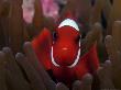 Spine-Cheek Anemonefish, Male, Malaysia by David B. Fleetham Limited Edition Print