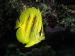 Rainfords Butterflyfish, Australia by David B. Fleetham Limited Edition Print