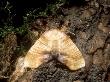 Scorched Wing Moth, Imago At Rest, Eakring, Uk by David Fox Limited Edition Print