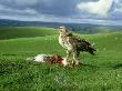 Buzzard, Buteo Buteo Feeding On Rabbit by Mark Hamblin Limited Edition Pricing Art Print