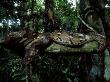 Reticulated Python, Philippines by Patricio Robles Gil Limited Edition Print