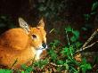 Oribi, Lying In Veld, South Africa by Roger De La Harpe Limited Edition Pricing Art Print