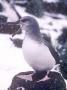 Grey Headed Albatross, Juvenile In Snow, South Georgia by Ben Osborne Limited Edition Print