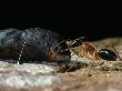 Geneva Azure Butterfly, Pupa Tended By Ant, Australia by Oxford Scientific Limited Edition Print