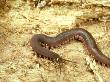 Velvet Worm, Trinidad by Oxford Scientific Limited Edition Print