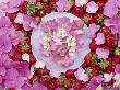 Pink Hydrangea & Strawberries Arranged In A Circle, Pink & Red Summer Still Life by Linda Burgess Limited Edition Print