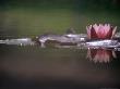 Nymphaea Odorata Rosea (Waterlily, Hardy Group), Pink Flower With Reflection And Round Leaves by Hemant Jariwala Limited Edition Print