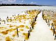 Seaweed Farming In The Indian Ocean, South Coast, Zanzibar by Ariadne Van Zandbergen Limited Edition Print