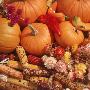 Fall Harvest Display by Cornelius Hogenbirk Limited Edition Pricing Art Print