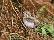 Wryneck, Migrant, Isles Of Scilly, October by David Tipling Limited Edition Print