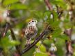 Chipping Sparrow, With Food, Ste-Anne-De-Bellevue, Canada by Robert Servranckx Limited Edition Print