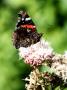 Red Admiral Butterfly, Resting On Plant, West Berkshire, Uk by Philip Tull Limited Edition Print