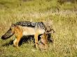 Black-Backed Jackal (Canis Mesomelas) Killing A Thomsons Gazelle (Gazella Thomsoni), Tanzania by Ariadne Van Zandbergen Limited Edition Print