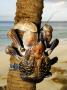 Giant Coconut Crab, Climbing Up Palm Tree, Zanzibar by Ariadne Van Zandbergen Limited Edition Pricing Art Print