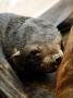 Cape Fur Seal, Pup Suckling, Skeleton Coast, Namibia by Ariadne Van Zandbergen Limited Edition Print