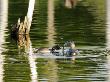 Pied-Billed Grebe, Feeding Chick, Quebec, Canada by Robert Servranckx Limited Edition Print