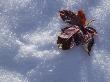 Dry Leaf In Snow by Fogstock Llc Limited Edition Print