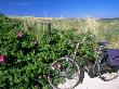 Bicycle And Dunes, Bergen Aan Zee, North Holland by Walter Bibikow Limited Edition Print