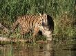 Siberian Tiger In Water, Columbia Falls, Montana by Ralph Reinhold Limited Edition Print