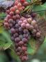 Stueben Grapes by Priscilla Connell Limited Edition Print