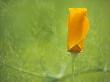 Eschscholzia Californica Golden West by Hemant Jariwala Limited Edition Print