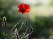 Poppy, Vaucluse, France by Alain Christof Limited Edition Print