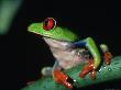 Red Eyed Tree Frog (Agalychnig Callidaras) by Megan Meagher Limited Edition Print