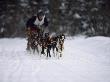 Sled Dog Racing, Anchorage, Alaska by Mark Newman Limited Edition Print