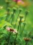 Coneflower by Fiona Mcleod Limited Edition Print