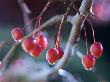 Crab Apples With Ice by Bruce Ando Limited Edition Print