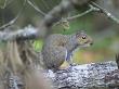 A Gray Squirrel In The Forest by Jeff Randall Limited Edition Print