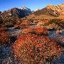Wild Sage Growing In Wilderness Area Of Mt. Williamson, Eastern Sierra Nevada, Owens Valley, Usa by Wes Walker Limited Edition Print