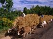 A Convoy Of Ox Carts Laden With Fodder, On The Road To Bagan, Bagan, Myanmar (Burma) by Juliet Coombe Limited Edition Print