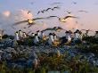 Flock Of Noddies (Anous Stolidus) On Beach, Heron Island, Queensland, Australia by Michael Aw Limited Edition Print