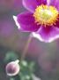 Anemone Hupehensis Hadspen Abundance, Close-Up Of A Pink Flower And Bud by Hemant Jariwala Limited Edition Print