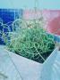Juncus Effusus Spiralis In Metal Pot by Andrew Lord Limited Edition Print