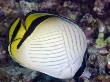 Vagabond Butterflyfish, Malaysia by David B. Fleetham Limited Edition Pricing Art Print