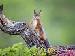 Red Squirrel, Portrait Of Adult On Fallen Log In Autumnal Forest, Norway by Mark Hamblin Limited Edition Print
