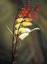 Ipomoea Lobata (Morning Glory), Close-Up Of A Red Bicolour Flower by Hemant Jariwala Limited Edition Print