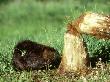 Beaver, Castor Canadensis Feeding On Tree Just Cut Down, Minnesota by Alan And Sandy Carey Limited Edition Print