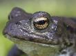 Common Toad, Close-Up Portrait, Scotland, Uk by Mark Hamblin Limited Edition Print