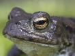 Common Toad, Close-Up Portrait, Scotland, Uk by Mark Hamblin Limited Edition Pricing Art Print