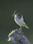 Common Sandpiper, Perched On Post Calling, Scotland by Mark Hamblin Limited Edition Print