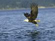 Bald Eagle, With Fish, Montana by Alan And Sandy Carey Limited Edition Pricing Art Print