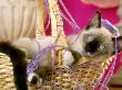Siamese Kitten Playing In Basket Of Yarn by Alan And Sandy Carey Limited Edition Print